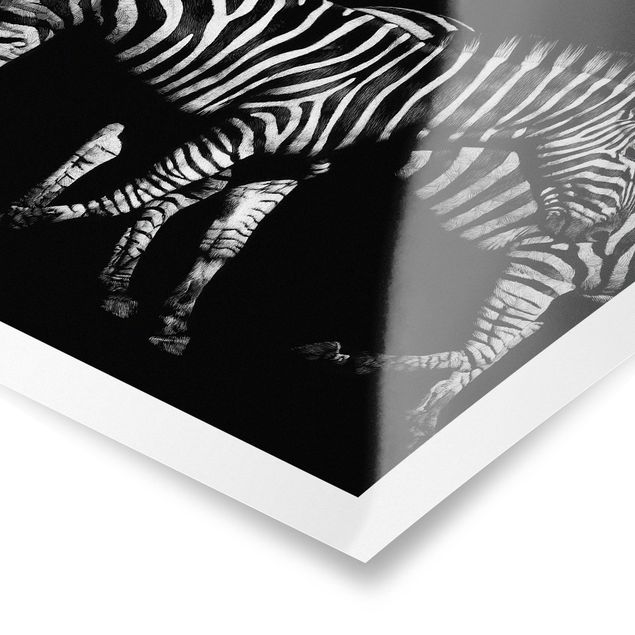 Poster bestellen Zebra vor Schwarz