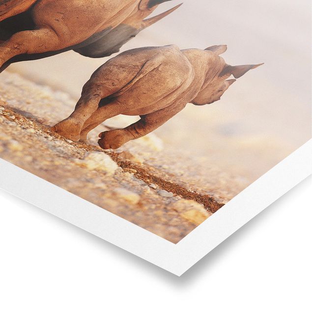 Poster Wandering Rhinos