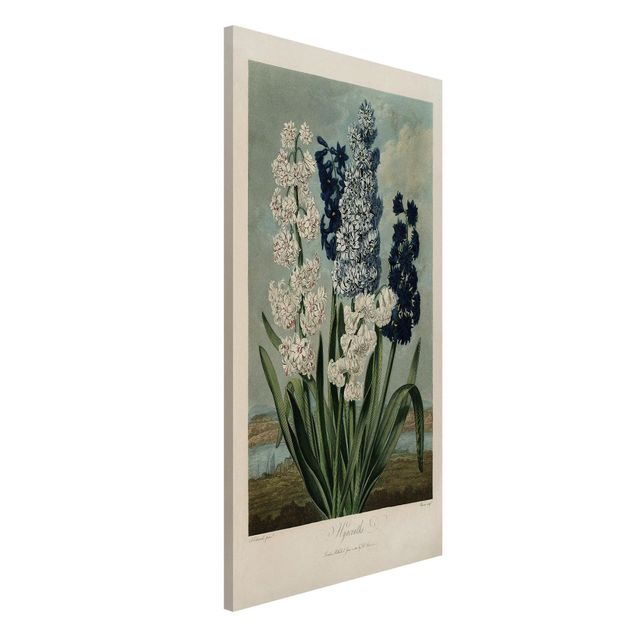 Magnettafeln Blumen Botanik Vintage Illustration Blaue und weiße Hyazinthen