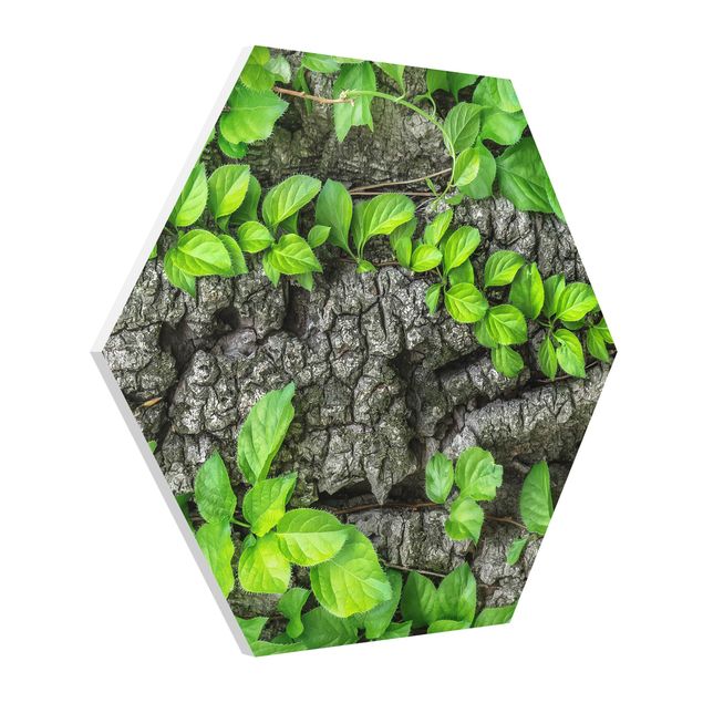 Hexagon Bild Forex - Efeuranken Baumrinde