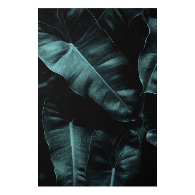 Bilder Dschungel Blätter Dunkelgrün