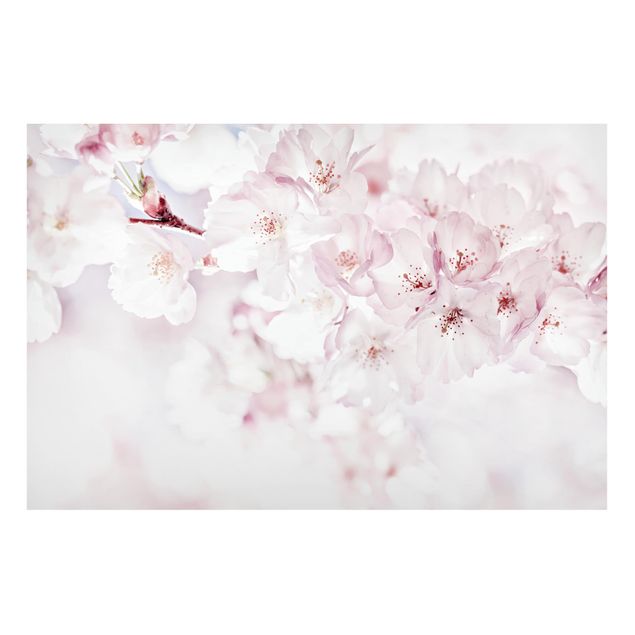 Magnettafel - Ein Kirschblütenhauch - Hochformat 3:2
