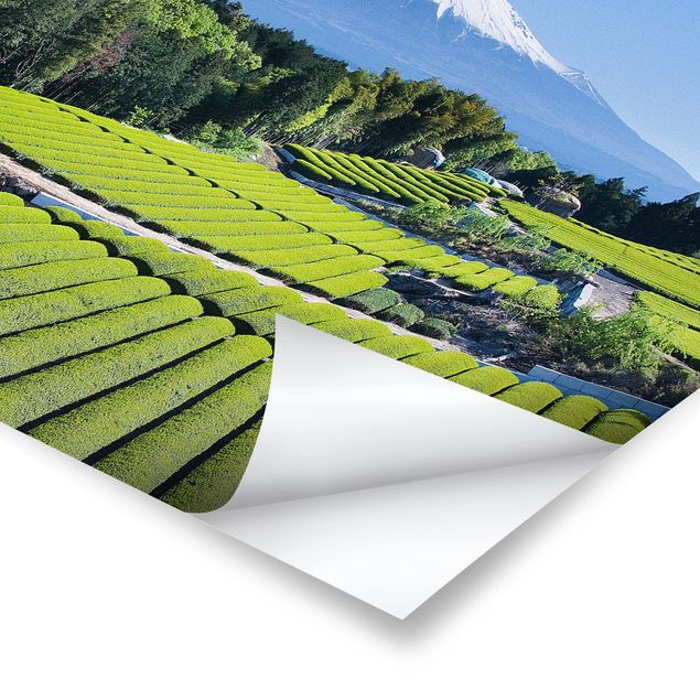Poster - Teefelder vor dem Fuji - Querformat 3:4