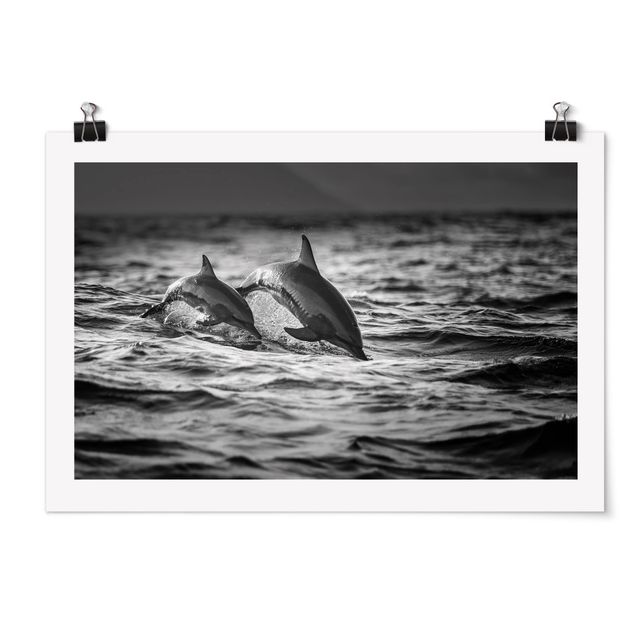 Poster - Zwei springende Delfine - Querformat 2:3