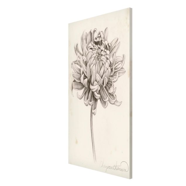 Magnettafel Design Botanische Studie Chrysantheme I