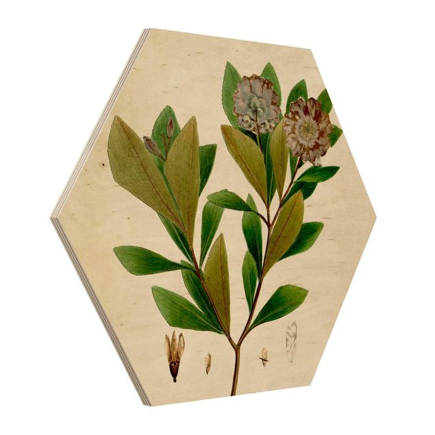 Hexagon Bild Holz - Laubbaum Schautafel V