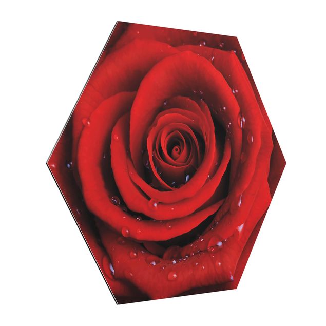 Hexagon Bild Alu-Dibond - Rote Rose mit Wassertropfen