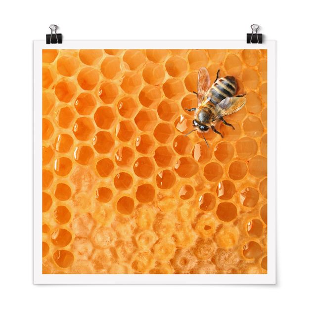 Poster - Honey Bee - Quadrat 1:1
