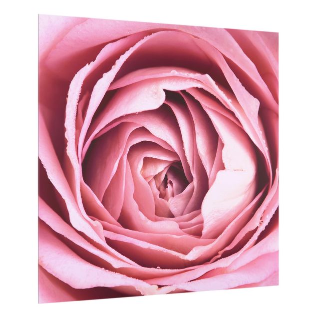 Küchenspritzschutz Rosa Rosenblüte