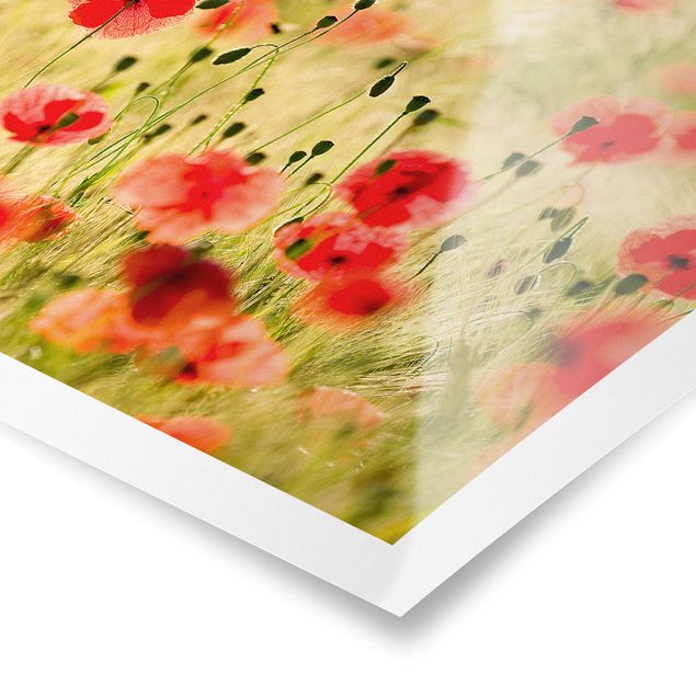 Poster - Summer Poppies - Quadrat 1:1