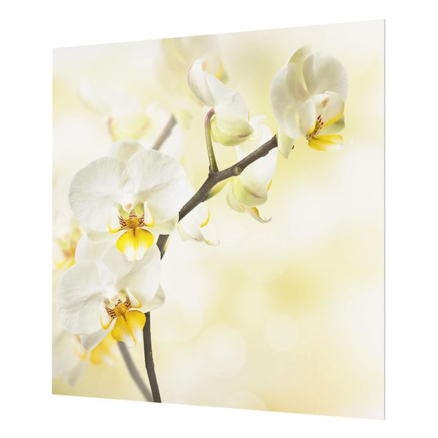 Glas Spritzschutz - Orchideen Zweig - Quadrat - 1:1