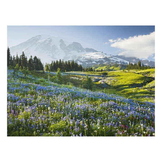 Bilder Bergwiese mit blauen Blumen vor Mt. Rainier