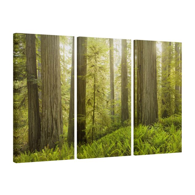Bilder Redwood State Park Waldblick