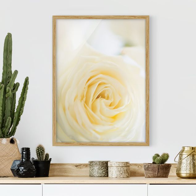Moderne Bilder mit Rahmen White Rose