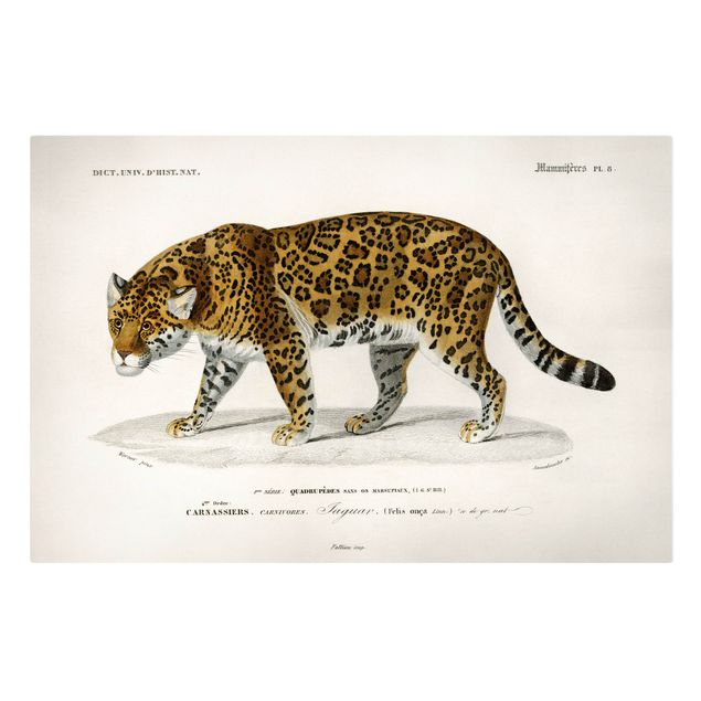 Leinwandbild - Vintage Lehrtafel Jaguar - Querformat 2:3