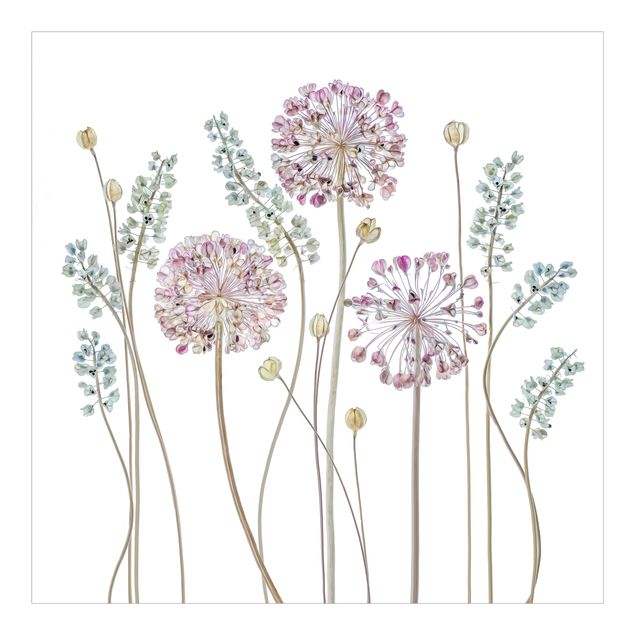selbstklebende Tapete Allium Illustration