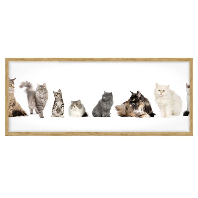Bilder mit Rahmen Katzenbande