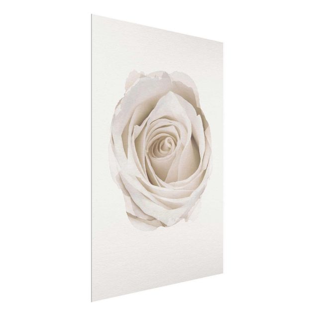 Wandbilder Wasserfarben - Pretty White Rose