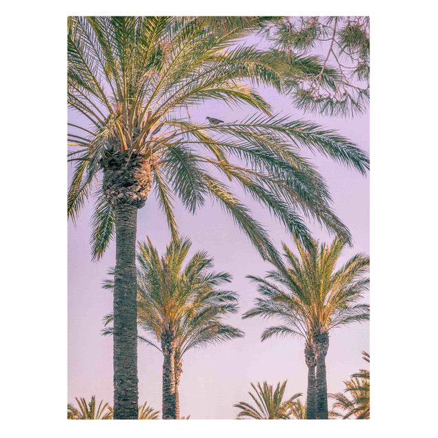 Leinwandbilder Palmen im Sonnenuntergang