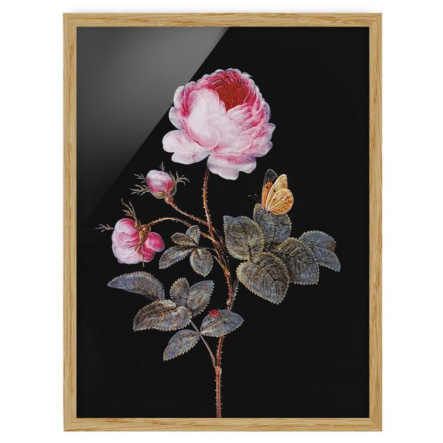 Bilder Barbara Regina Dietzsch - Die hundertblättrige Rose