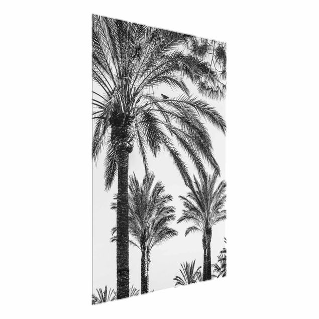 Bilder Palmen im Sonnenuntergang Schwarz-Weiß