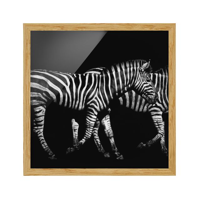 Bilder mit Rahmen Zebra vor Schwarz