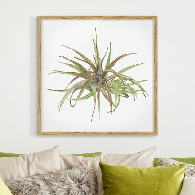 Moderne Bilder mit Rahmen Luftpflanze Aquarell II