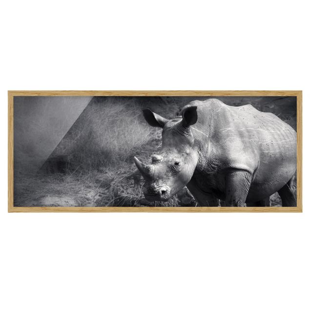 Bilder Lonesome Rhinoceros