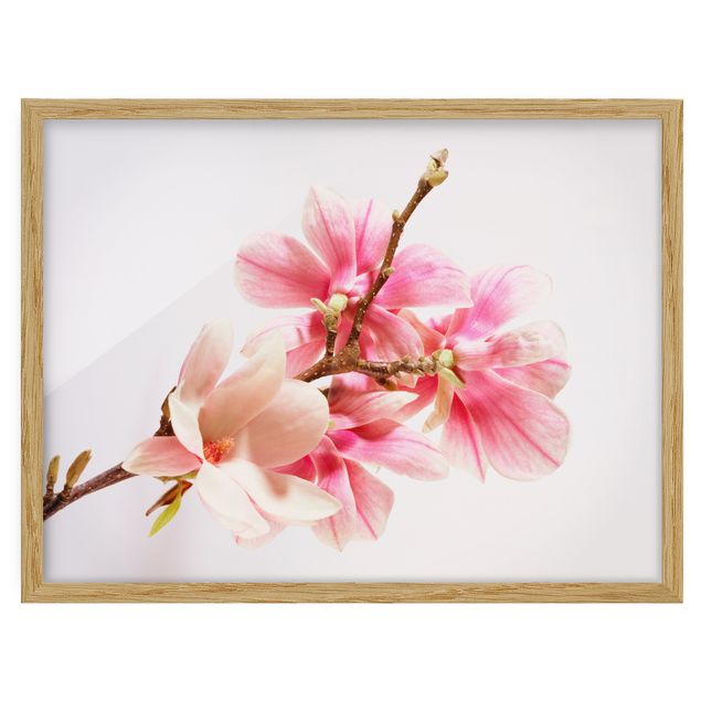 Wandbilder mit Rahmen Magnolienblüten