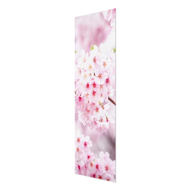 Glasbild - Japanische Kirschblüten - Panel