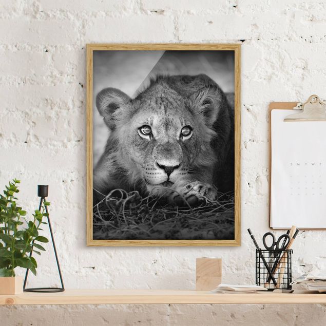 Tiere Bilder mit Rahmen Lurking Lionbaby