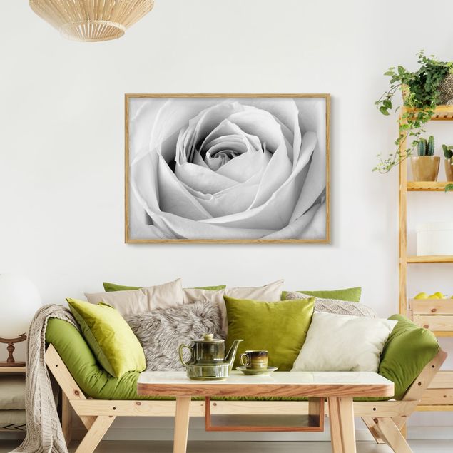 Wandbilder Close Up Rose