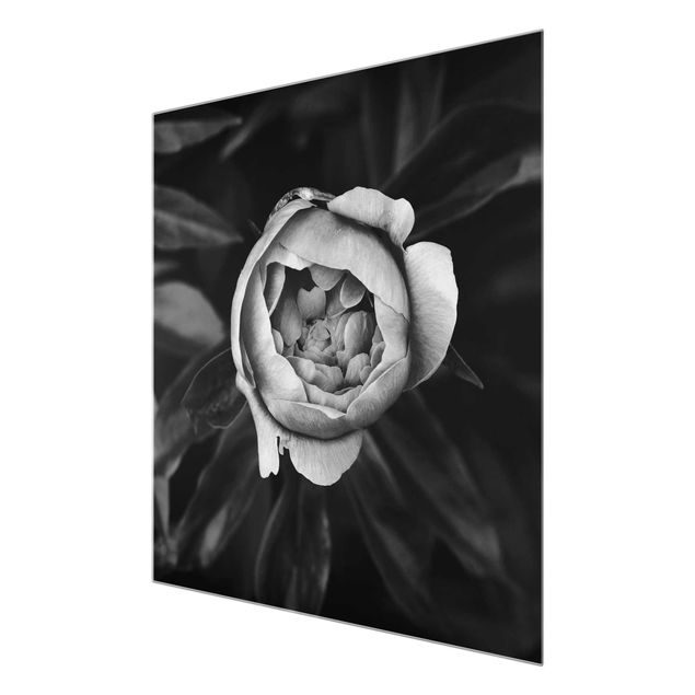 Bilder auf Glas Pfingstrosenblüte vor Blättern Schwarz Weiß