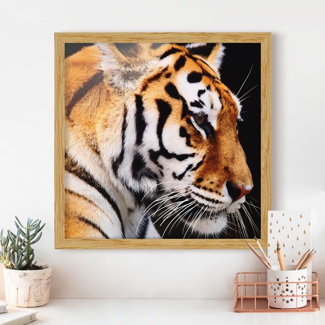Moderne Bilder mit Rahmen Tiger Schönheit