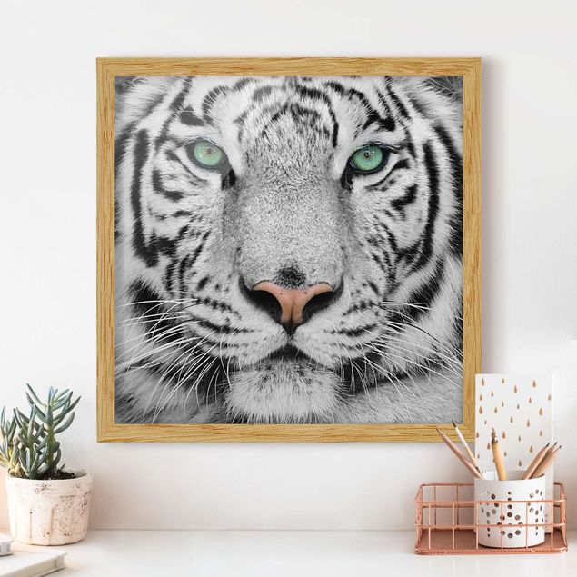 Moderne Bilder mit Rahmen Weißer Tiger