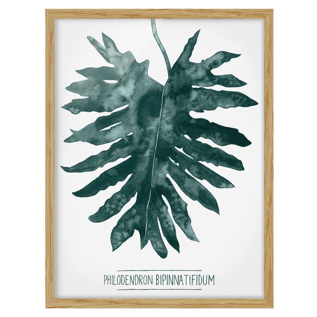 gerahmte Bilder Smaragdgrüner Philodendron Bipinnatifidum