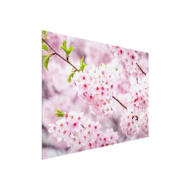 schöne Bilder Japanische Kirschblüten