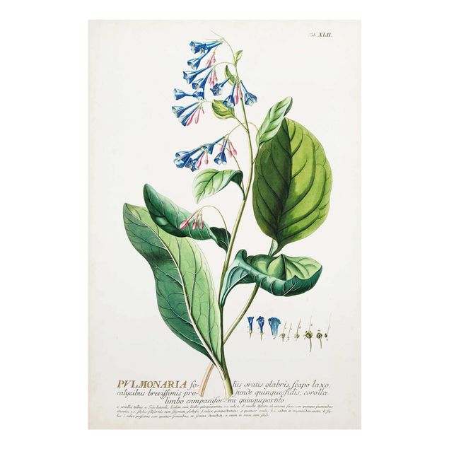 Glasbild - Vintage Botanik Illustration Lungenkraut - Hochformat 3:2