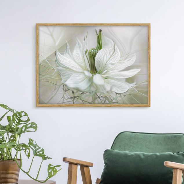 Blumen Bilder mit Rahmen Weiße Nigella