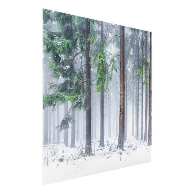 Glasbild - Nadelbäume im Winter - Quadrat 1:1