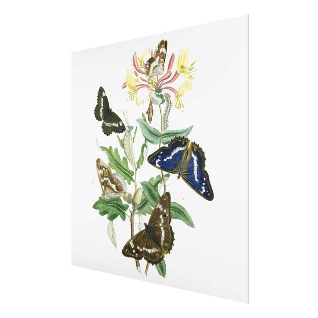 Glasbild - Britische Schmetterlinge IV - Quadrat 1:1