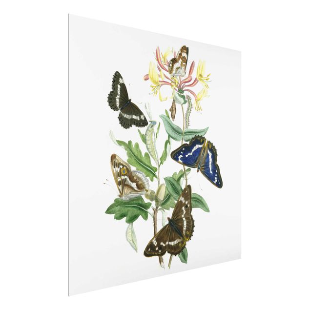 Glasbild - Britische Schmetterlinge IV - Quadrat 1:1