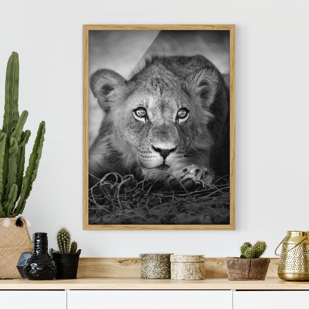 Moderne Bilder mit Rahmen Lurking Lionbaby