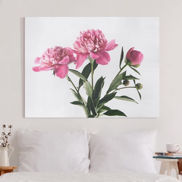 Rosen Bilder auf Leinwand Blüten und Knospen Pink auf Weiß