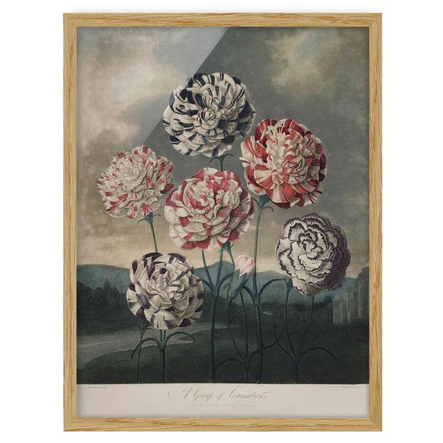 Bilder Botanik Vintage Illustration Blaue und rote Nelken