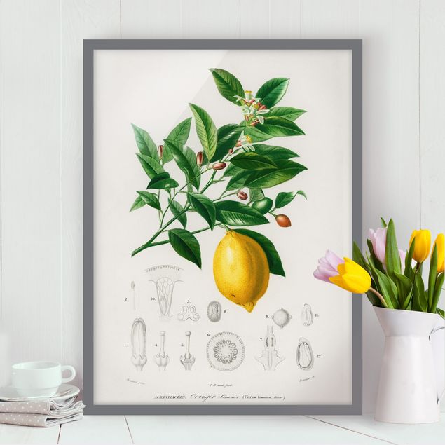 Bild mit Rahmen - Botanik Vintage Illustration Zitrone - Hochformat 4:3