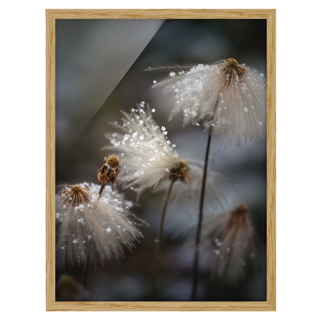 Bilder mit Rahmen Pusteblumen mit Schneeflocken