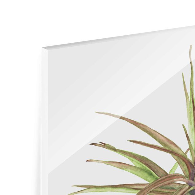 Glasbild - Luftpflanze Aquarell II - Quadrat 1:1