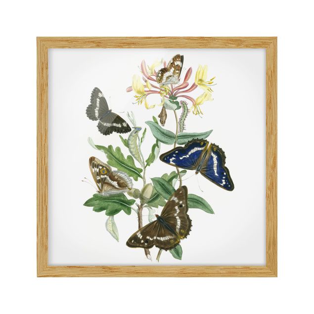 schöne Bilder Britische Schmetterlinge IV