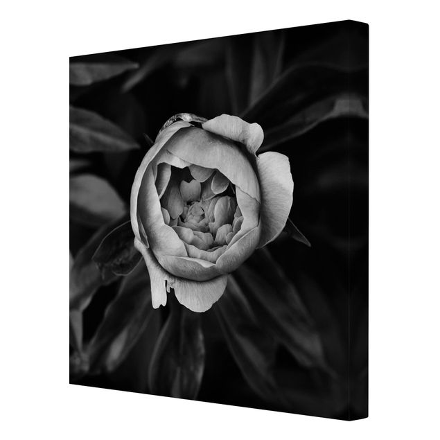 Leinwandbild - Pfingstrosenblüte vor Blättern Schwarz Weiß - Quadrat 1:1